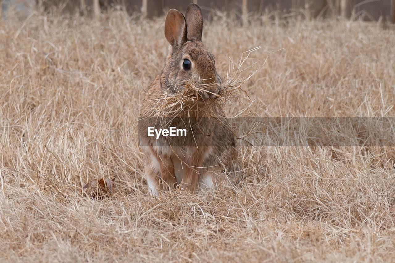 European rabbit-oryctolagus cuniculus or coney is a species of rabbit native to southwestern europe 