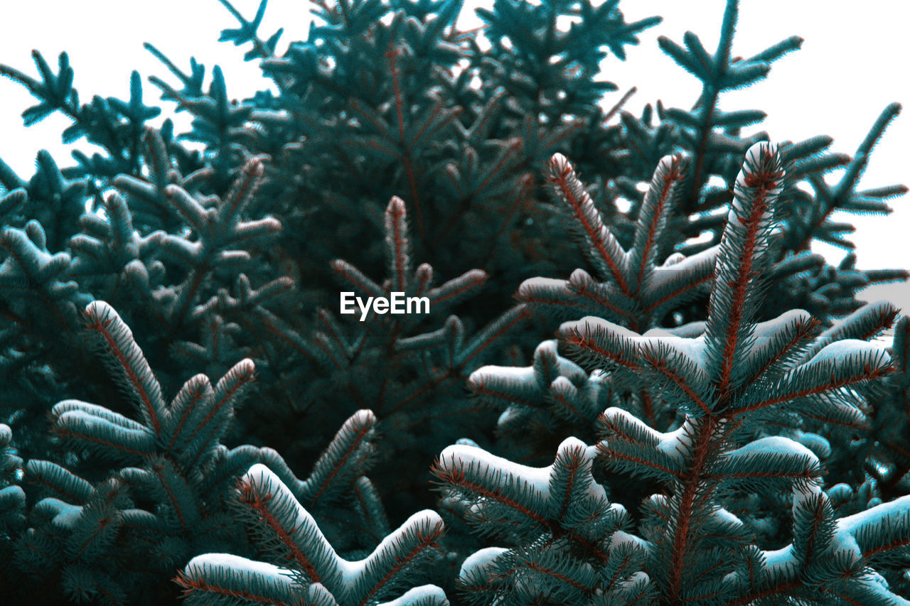 Close-up of frozen plant