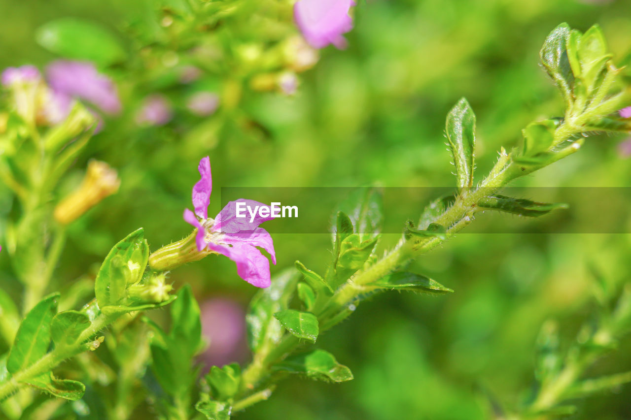 Purple impatiens macro on green blurred background