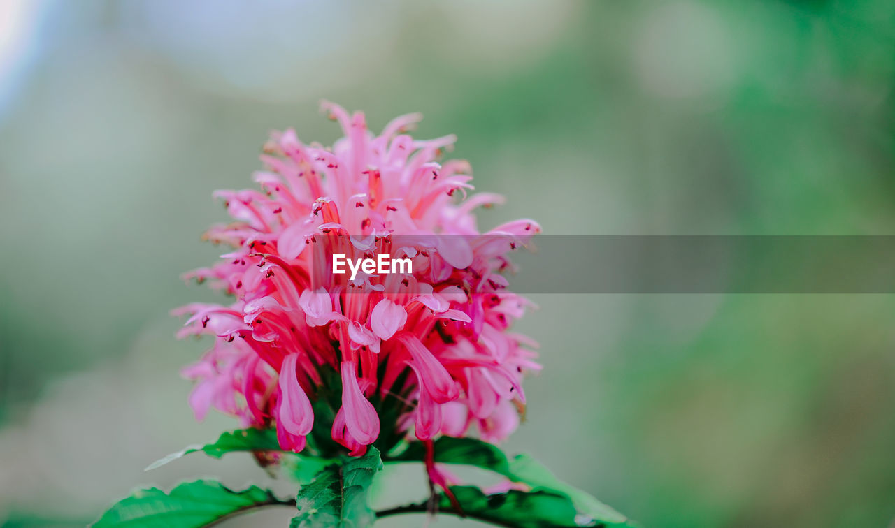 CLOSE-UP OF PINK FLOWERS