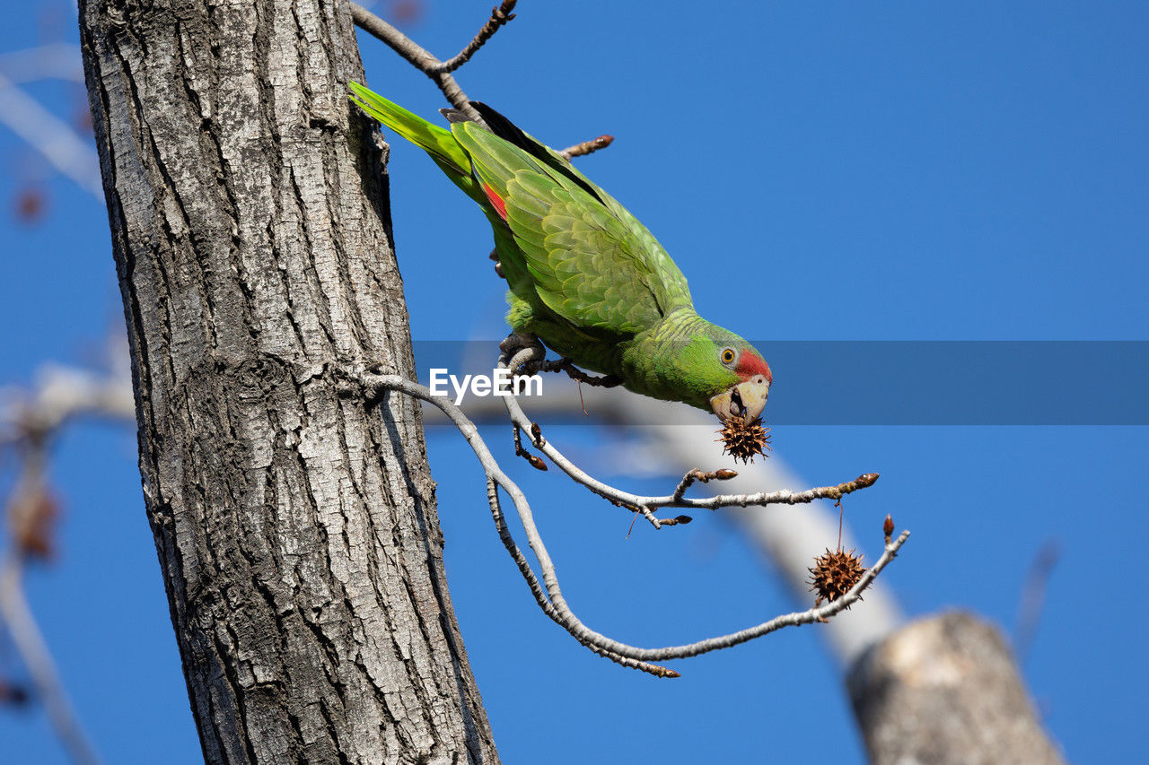 Red crowned parrot eating in a sweetgum tree