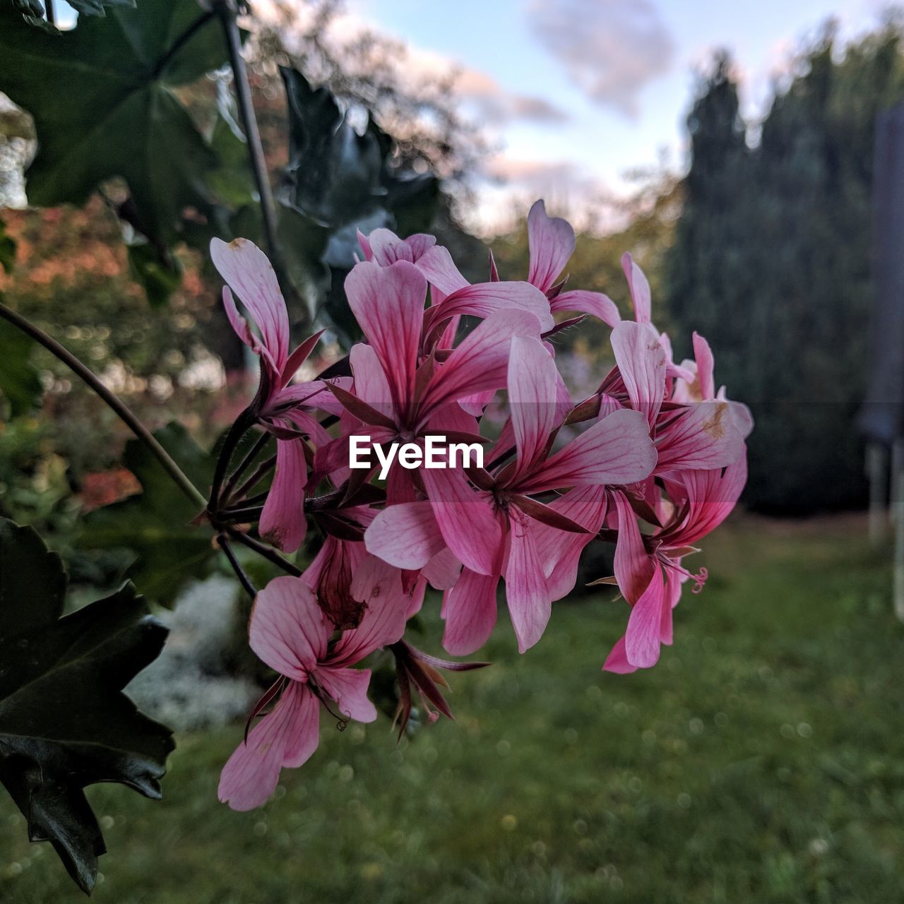 CLOSE-UP OF PINK FLOWERS BLOOMING IN PARK