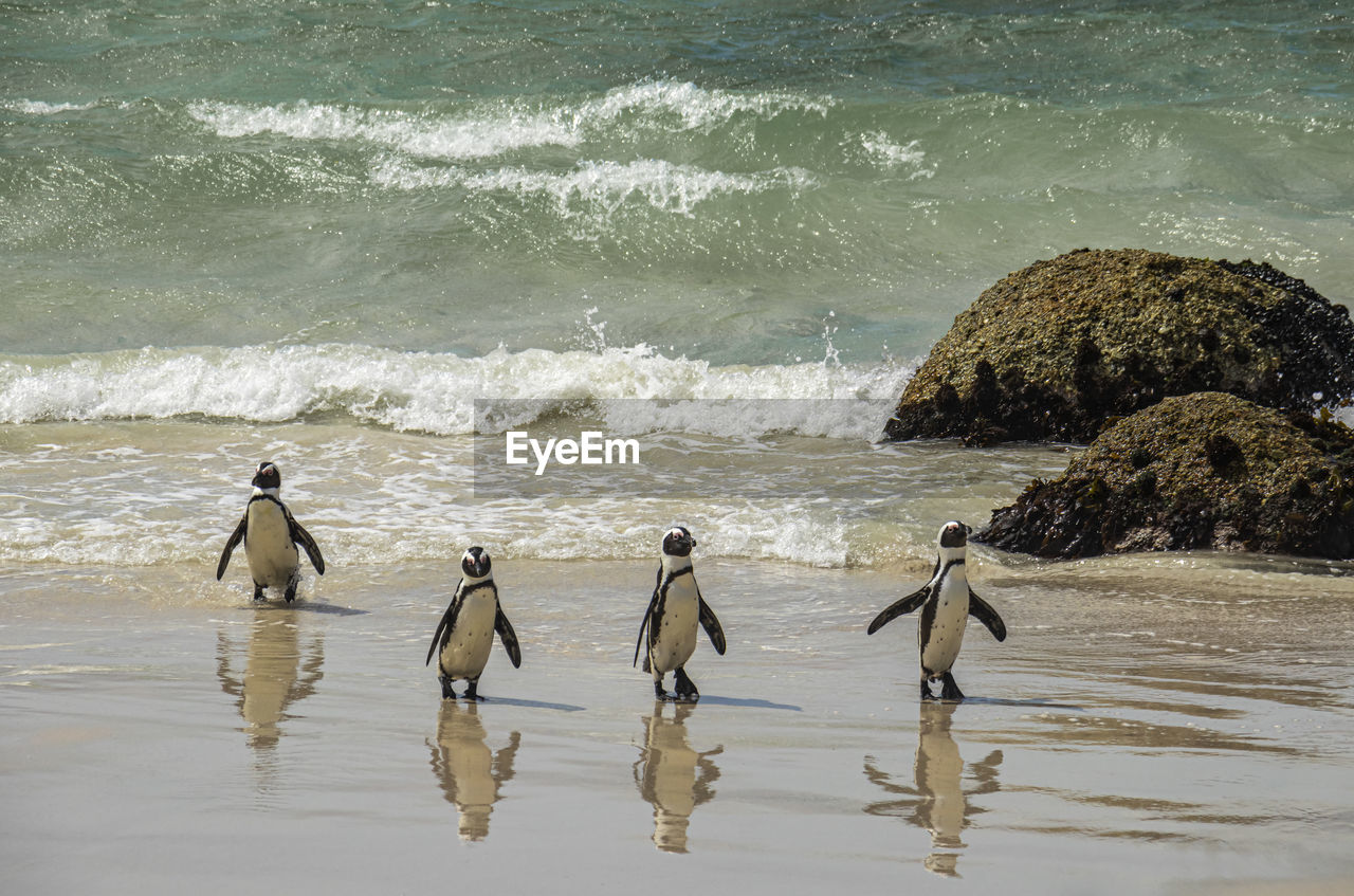 African penguins returning to beach from sea at boulders beach in simon's town, south africa.