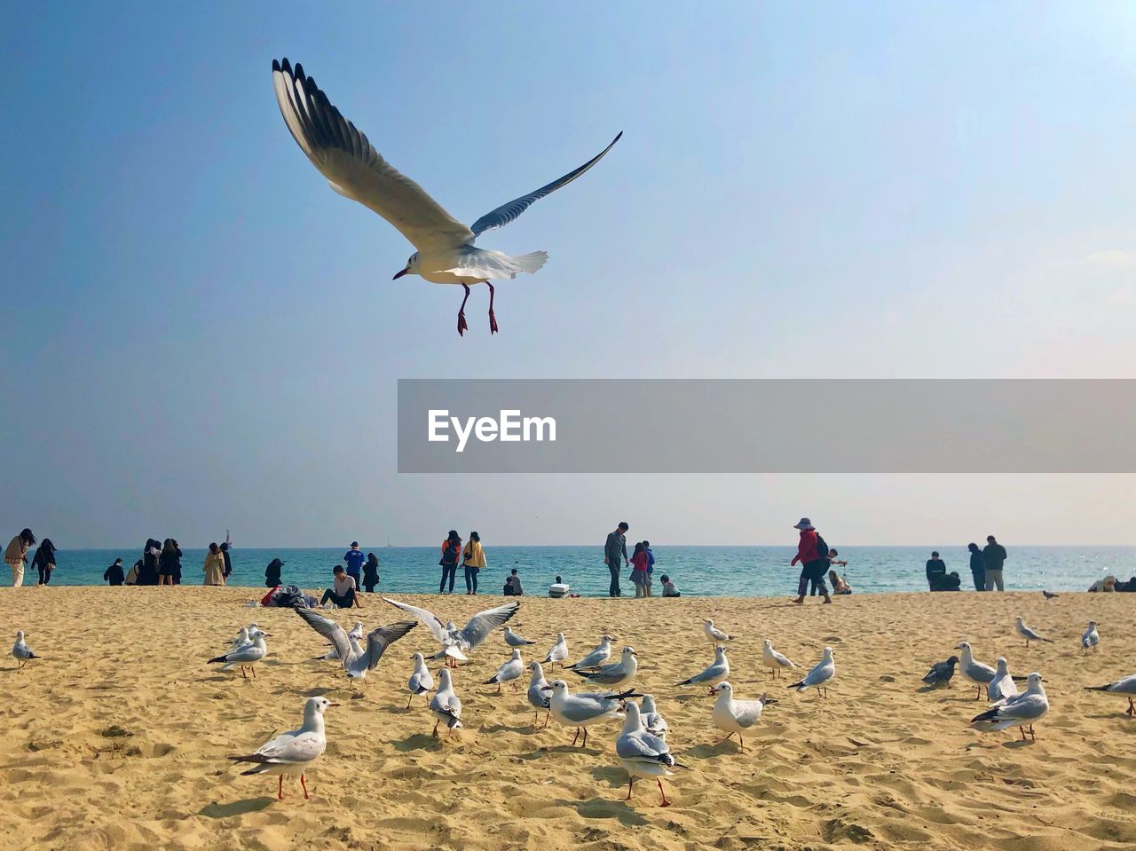 FLOCK OF SEAGULLS ON BEACH