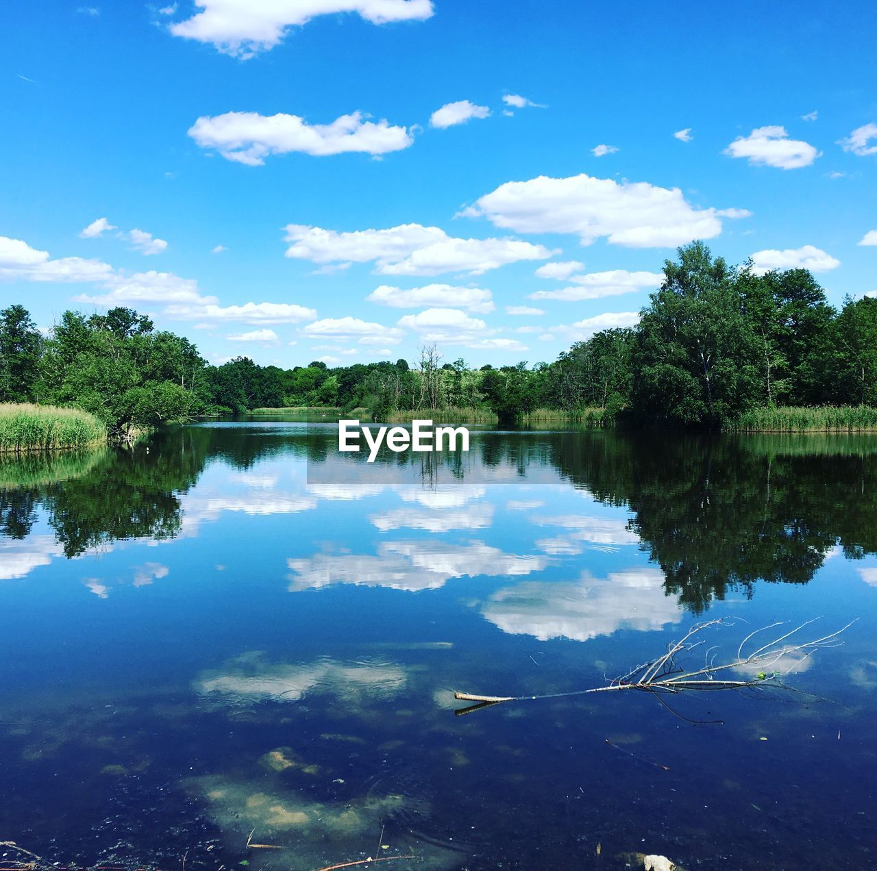 REFLECTION OF TREES IN WATER