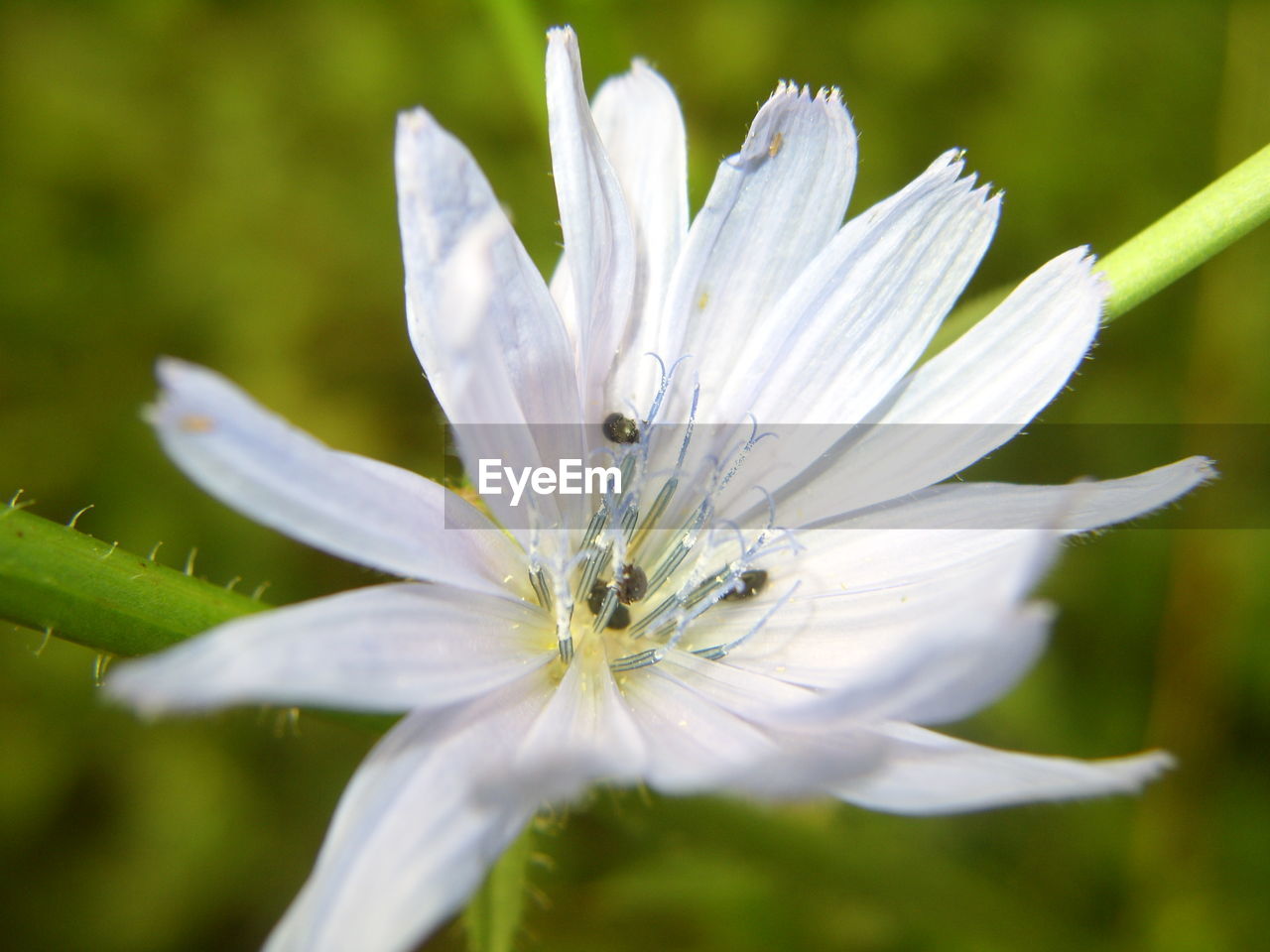 CLOSE-UP OF WHITE FLOWER BLOOMING