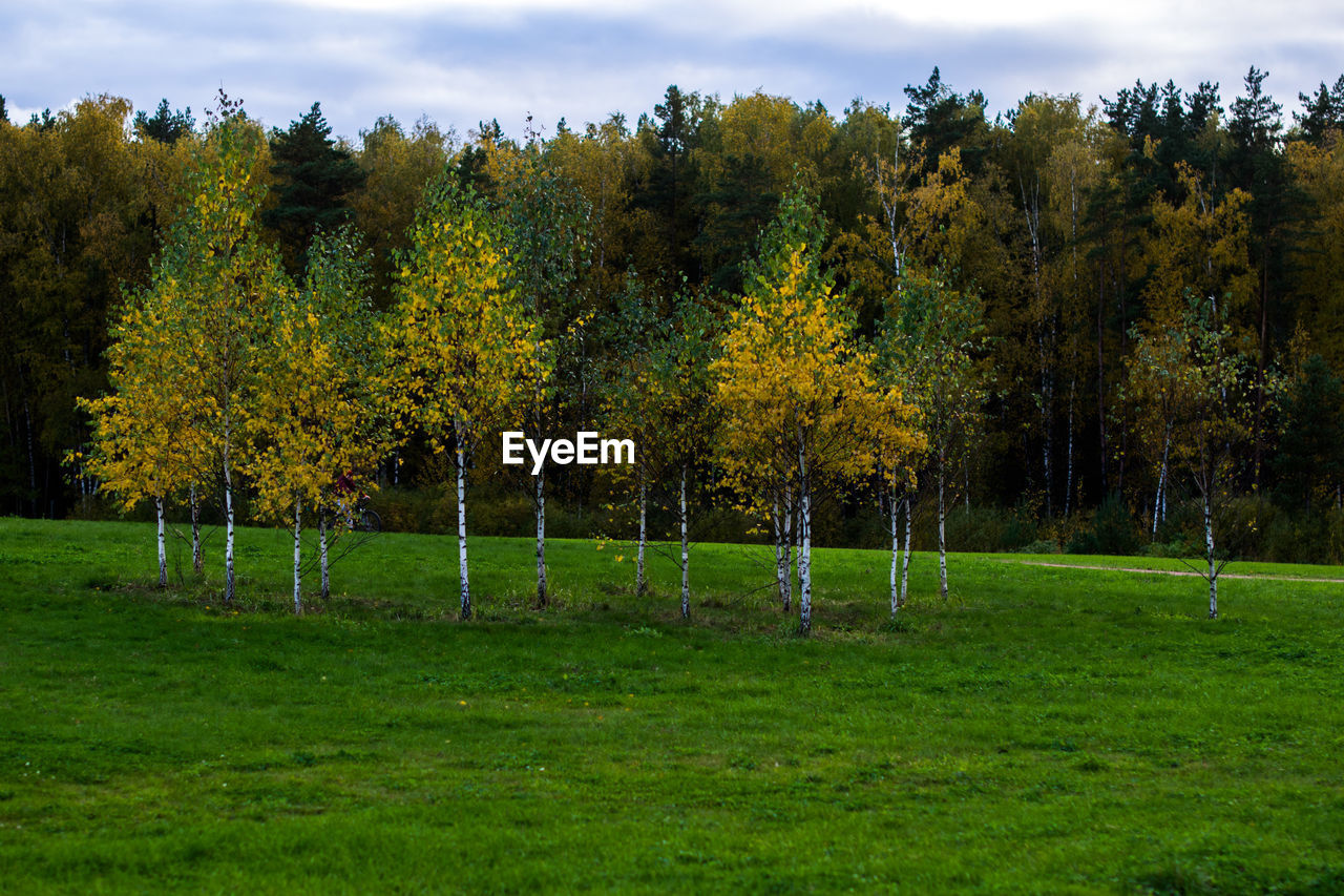 Trees on field against sky