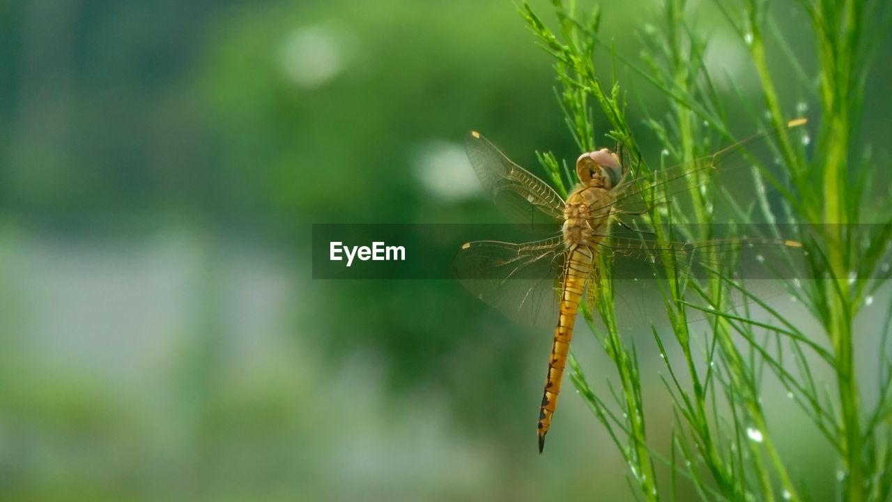 CLOSE-UP OF INSECT ON A PLANT