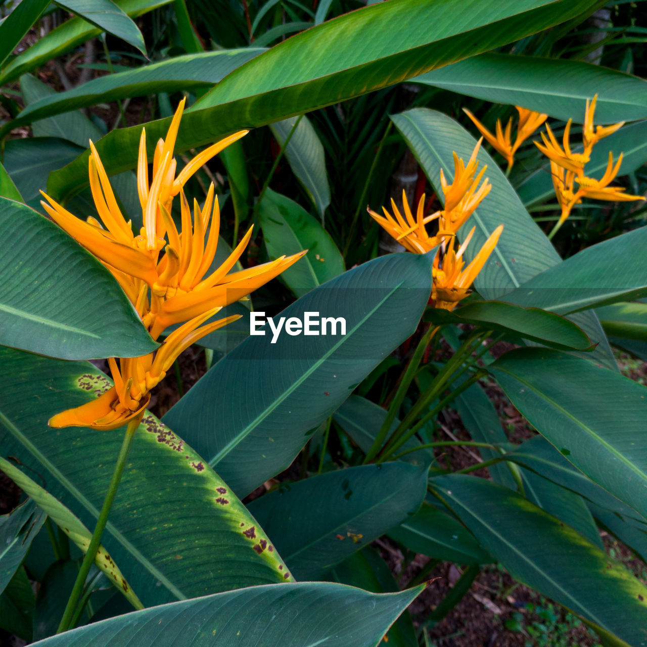 CLOSE-UP OF ORANGE FLOWER