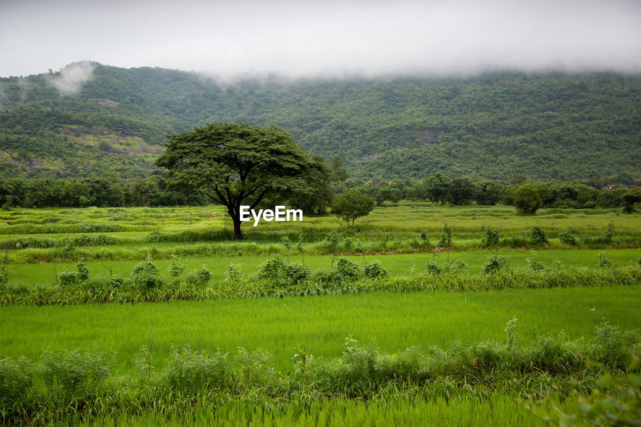 Scenic view of grassy field against sky