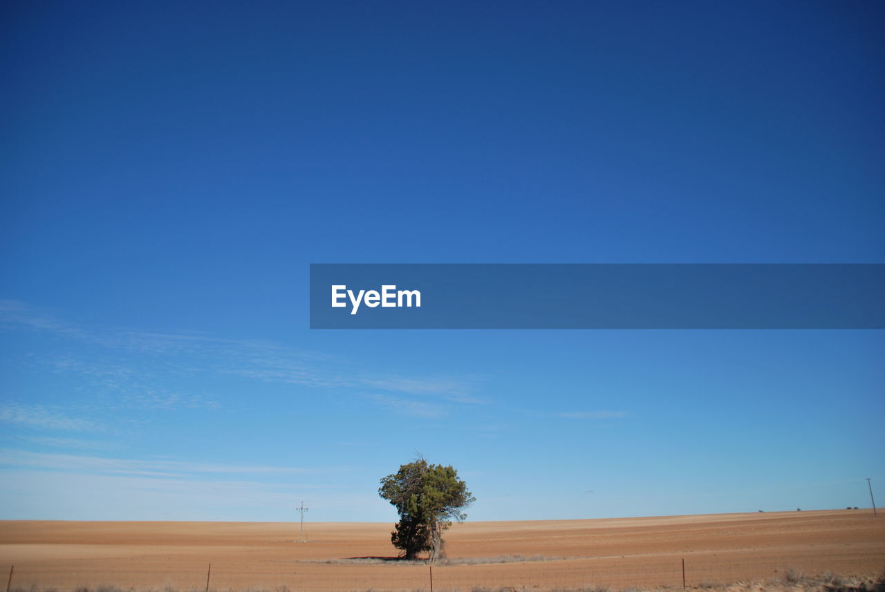 Trees on landscape against clear blue sky