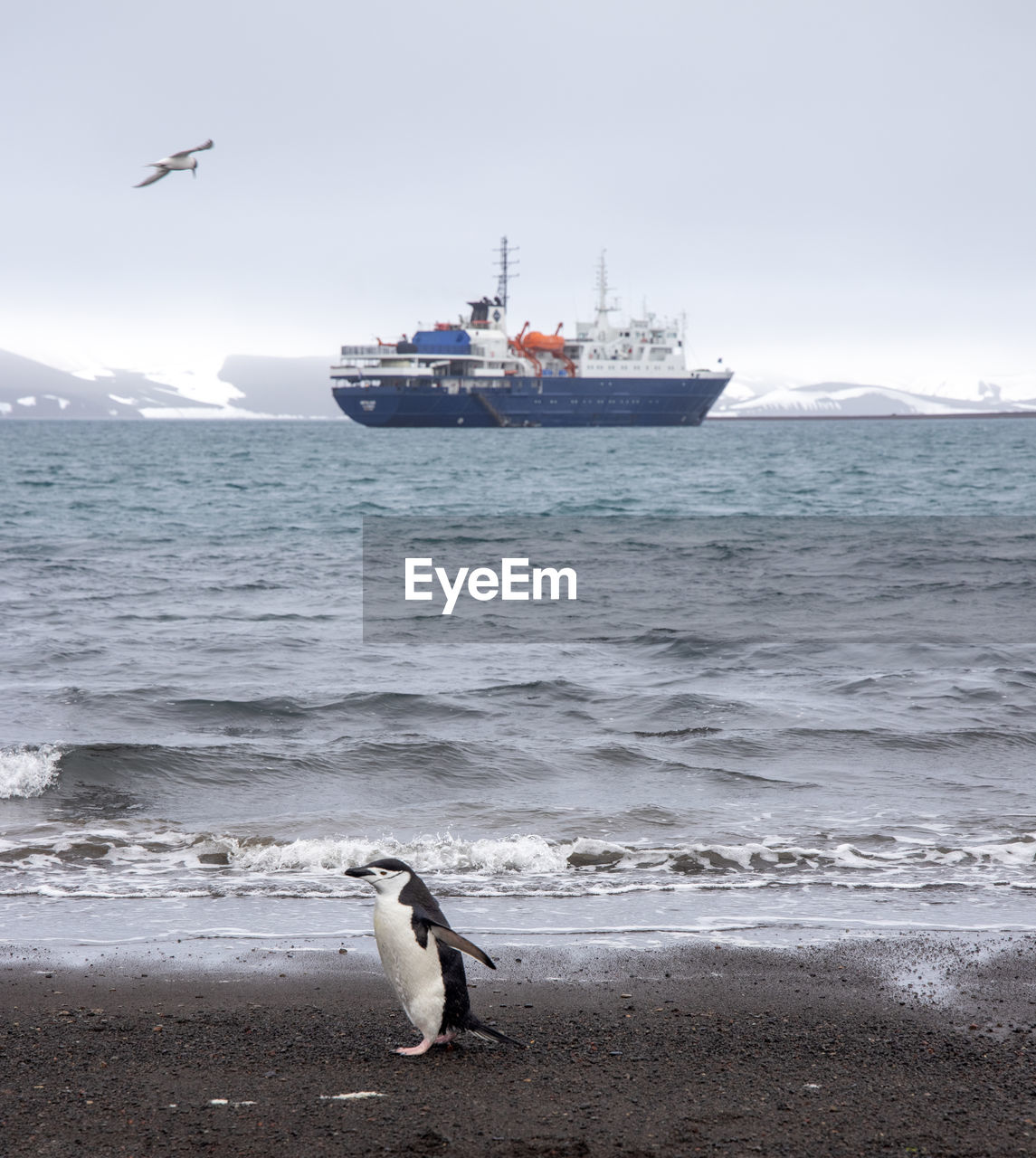 Expedition vessel in antarctic bay with chinstrap penguin in the foreground