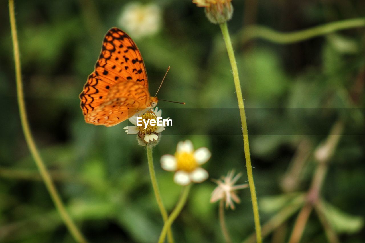 Close-up of butterfly pollinating on yellow flower