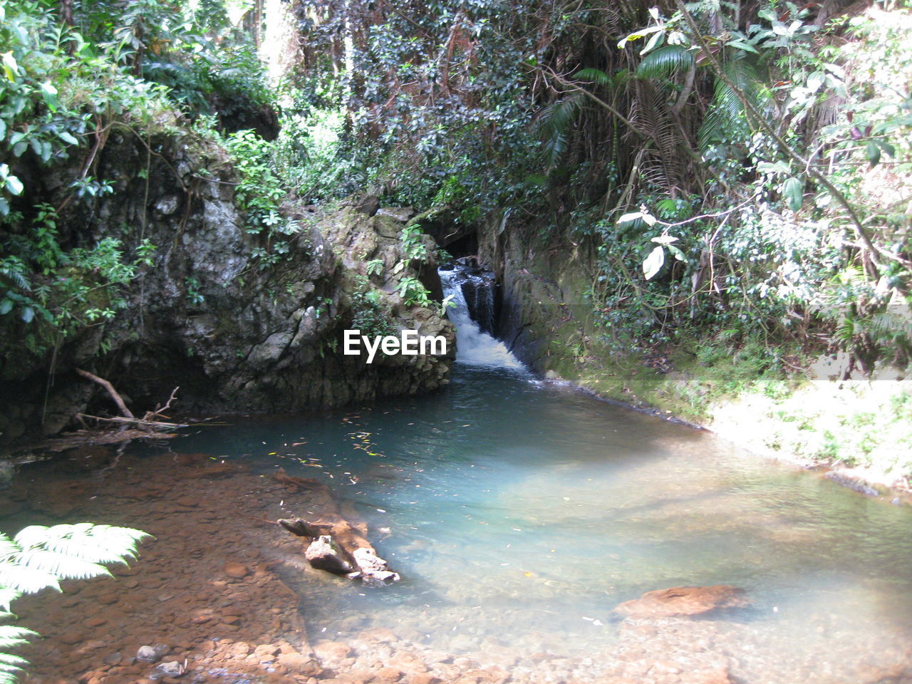 RIVER FLOWING IN FOREST