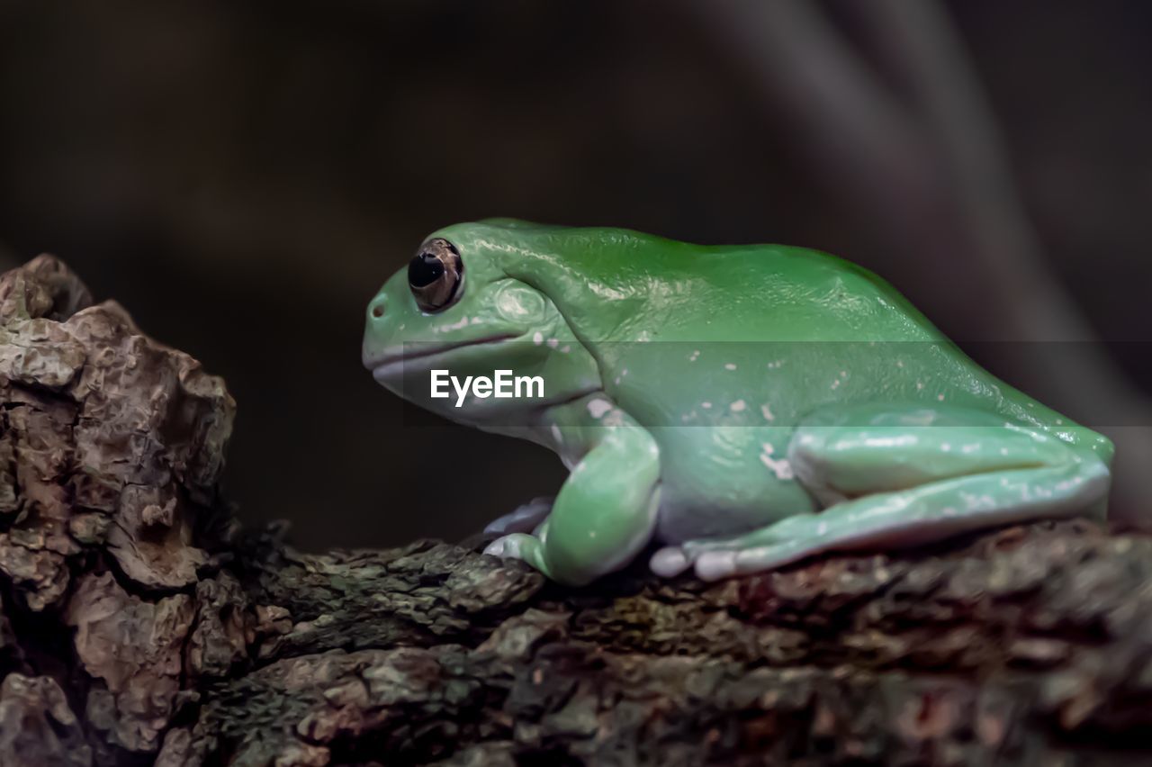 Close-up of frog on tree