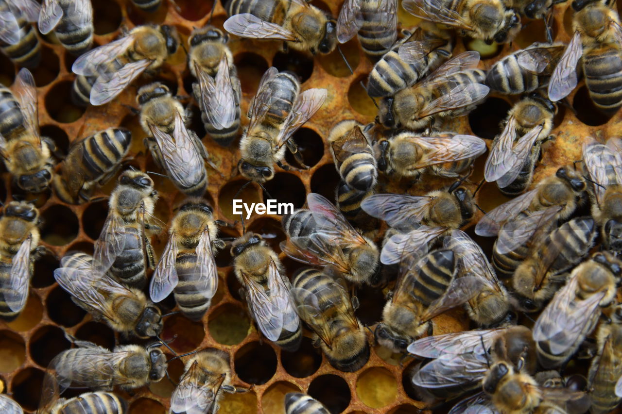 HIGH ANGLE VIEW OF BEE ON FLOOR