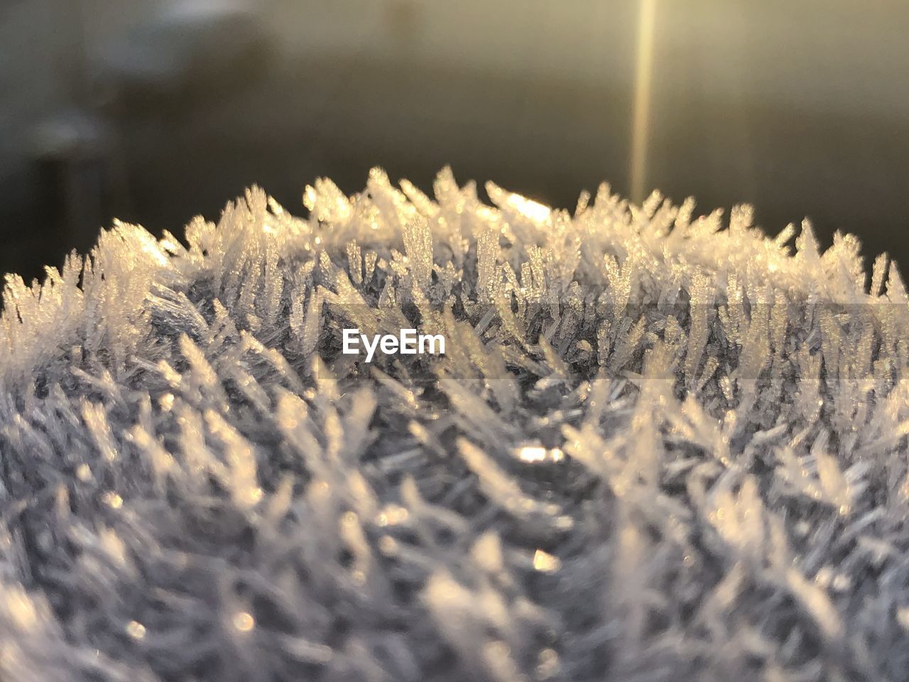 CLOSE-UP OF FROZEN PLANT