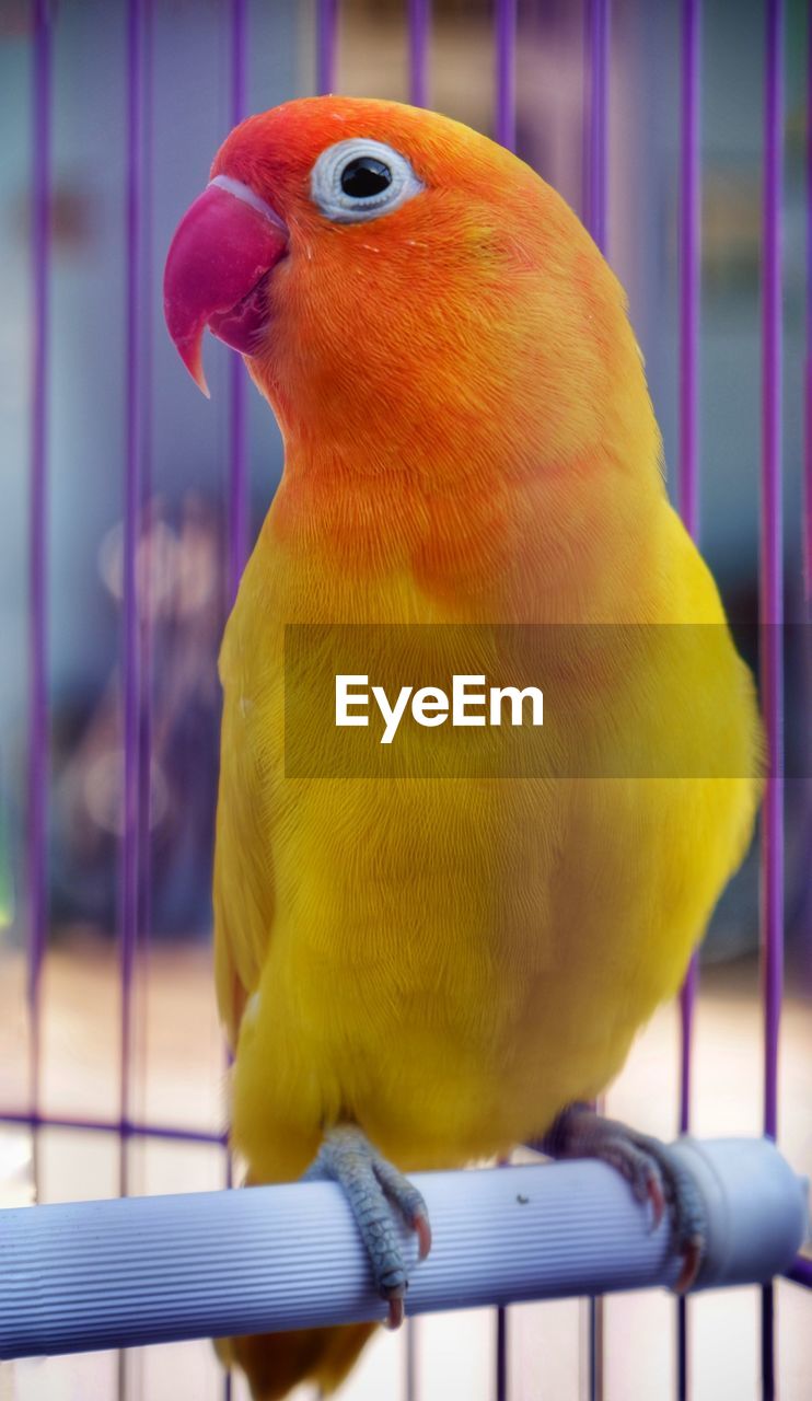 Close-up of parrot in cage