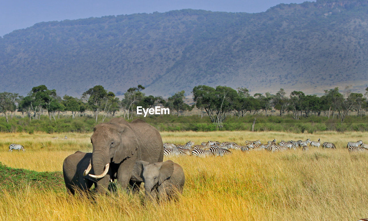 Elephants and zebras on grassy field against mountain