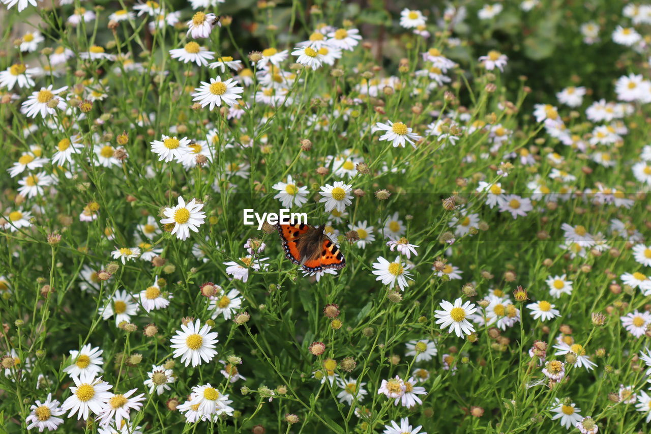 BUTTERFLY POLLINATING ON FLOWER