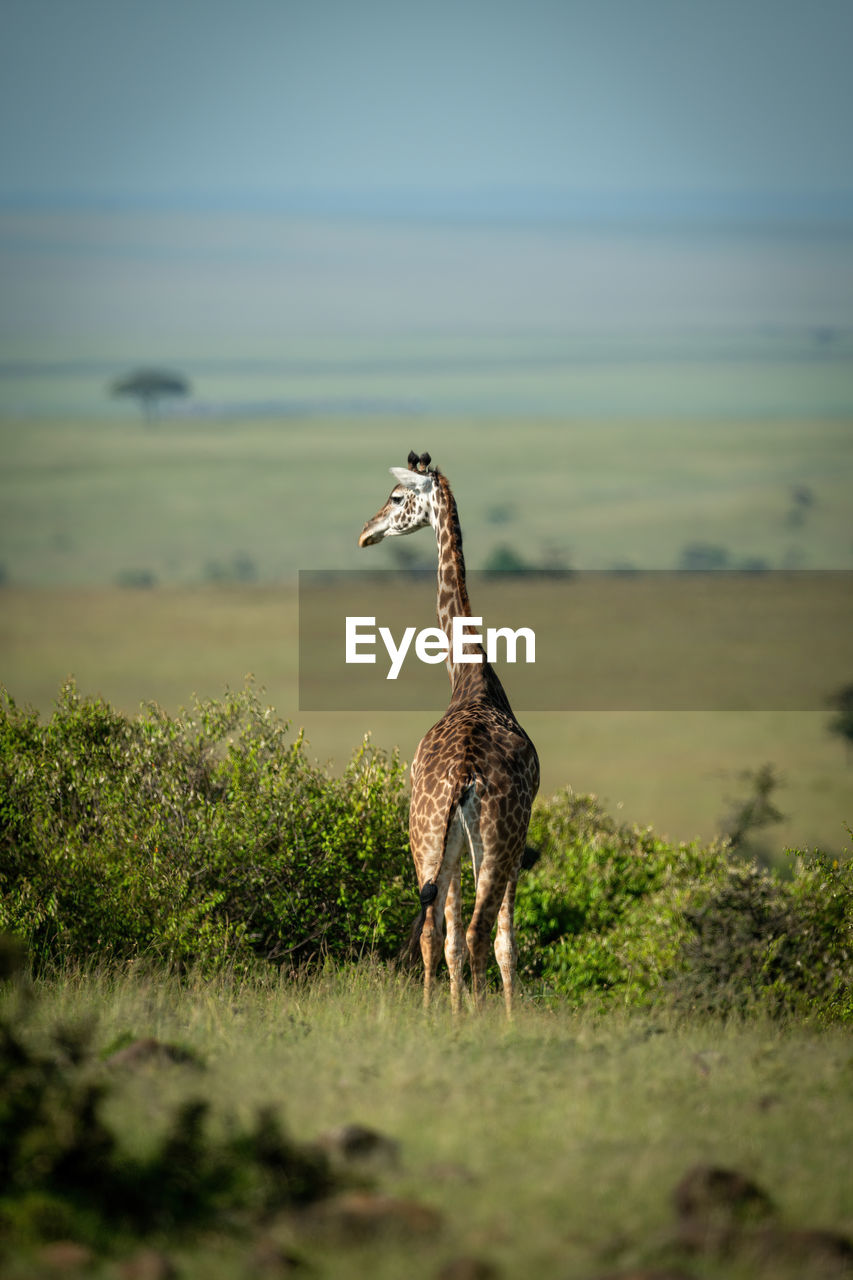Masai giraffe stands on horizon turning head