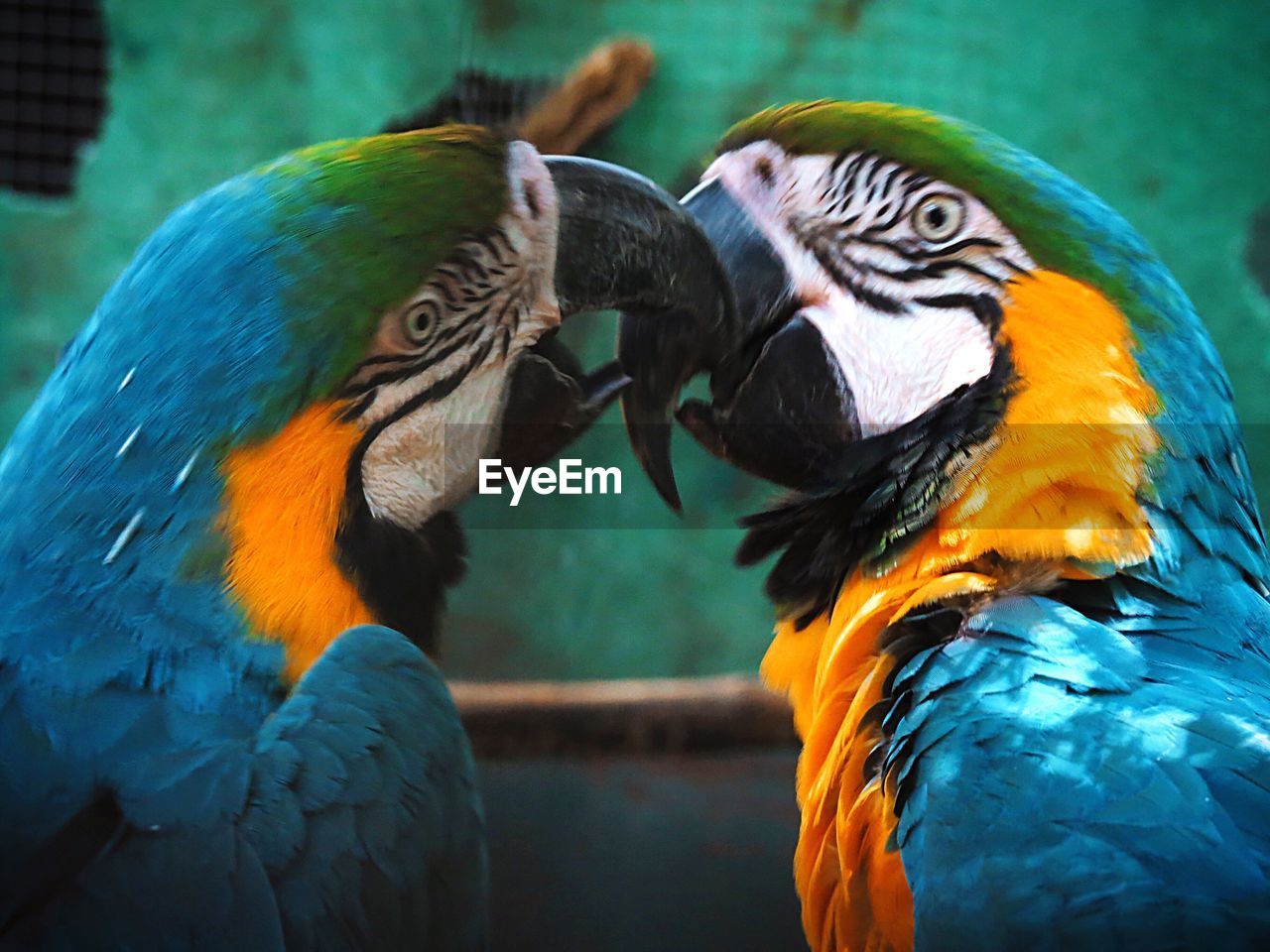 Close-up of two birds in love