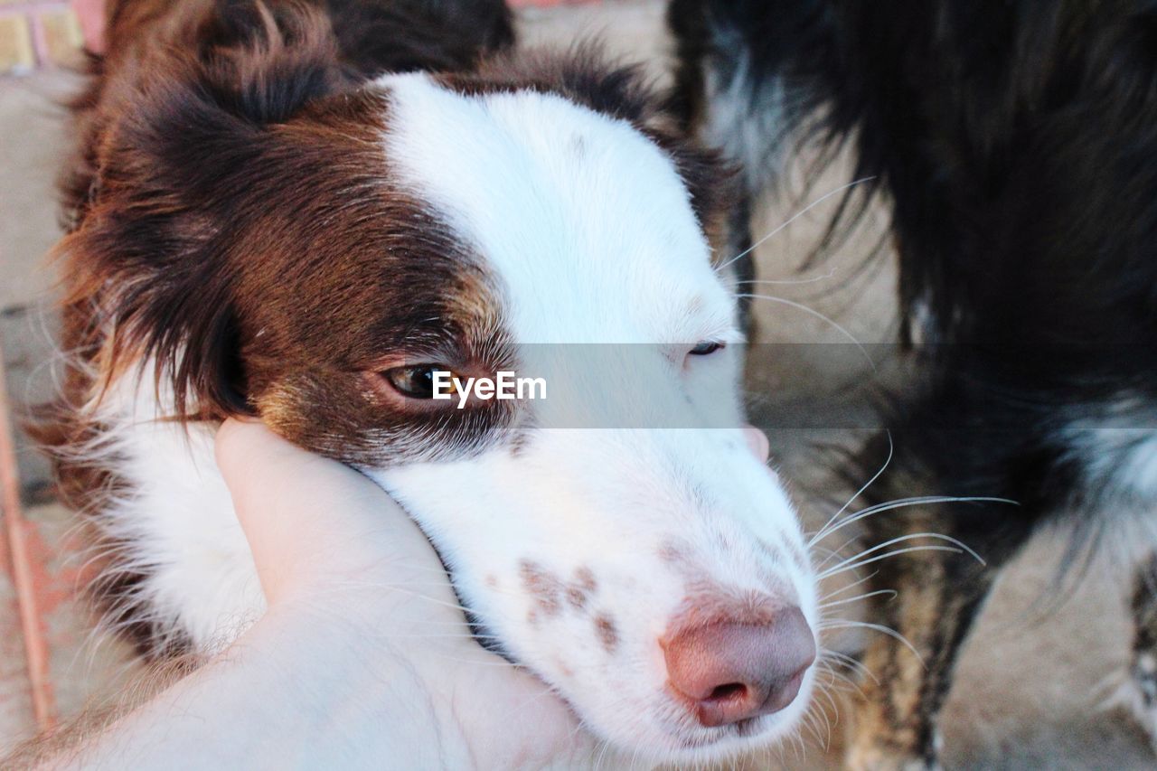 Cropped hand touching dog