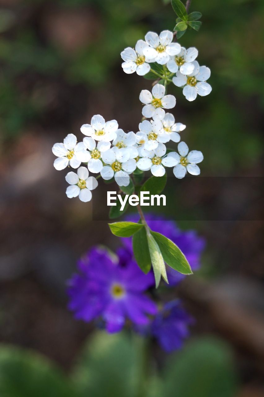 Close-up of white flowering plant