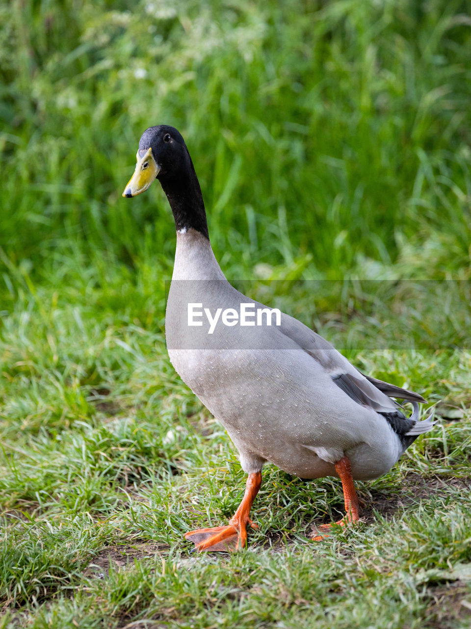 CLOSE-UP OF BIRD ON FIELD