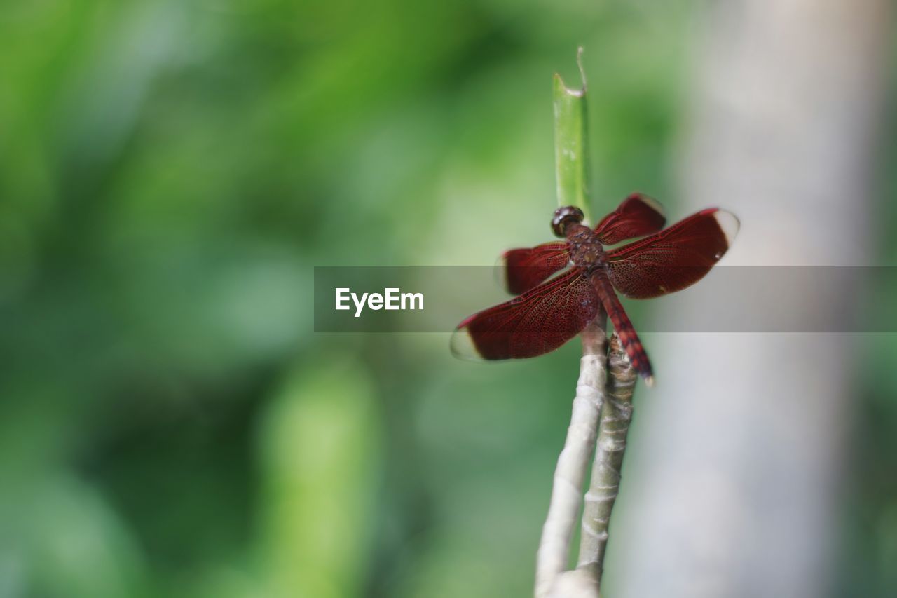 Close-up of insect on plant