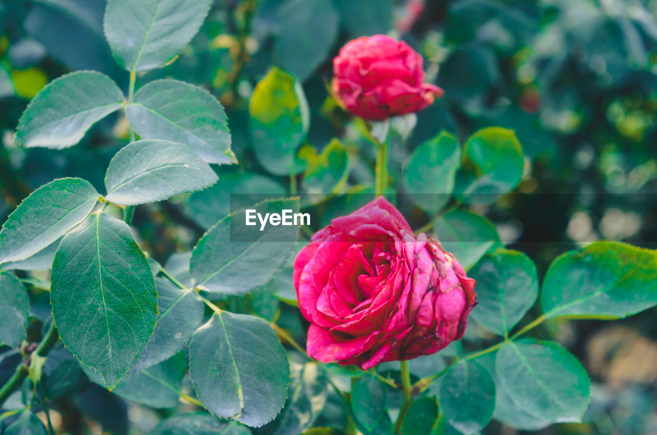 plant, flower, flowering plant, leaf, plant part, beauty in nature, rose, freshness, nature, close-up, petal, pink, garden roses, inflorescence, flower head, red, no people, multi colored, growth, green, outdoors, fragility, wine, summer, rose wine, focus on foreground, day