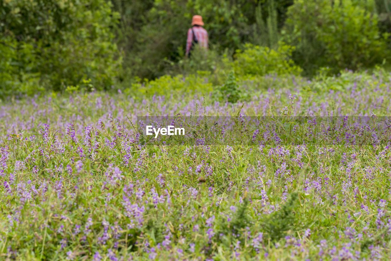 View of purple flowering plants on field