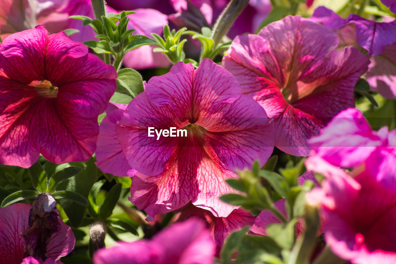 Close-up of purple flowers blooming outdoors