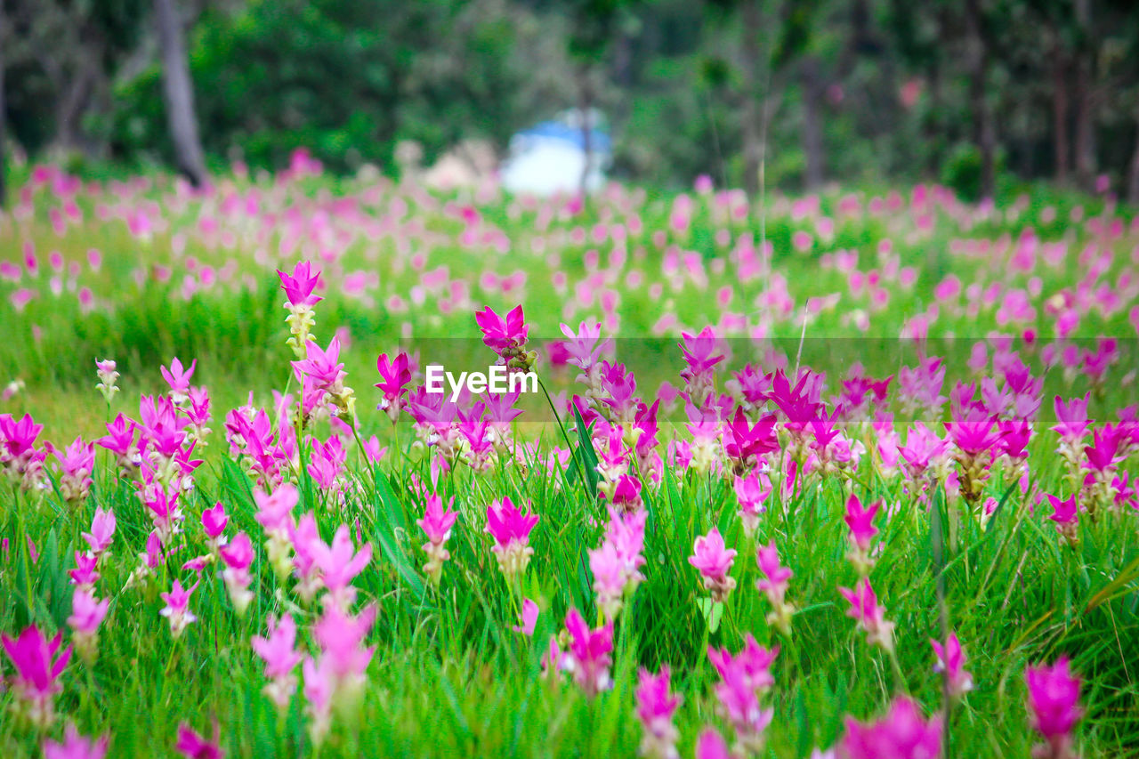 CLOSE-UP OF PINK FLOWERS ON FIELD