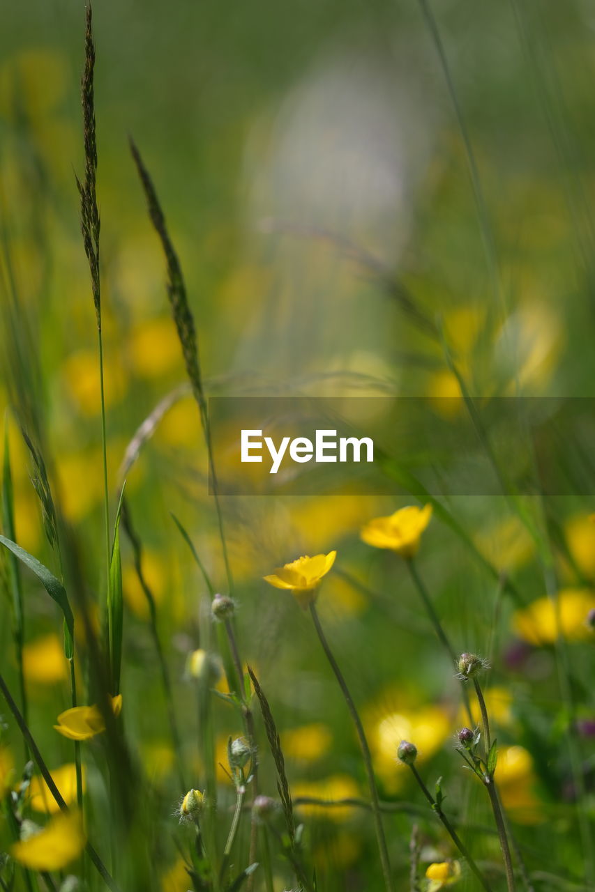 Close-up of yellow flowering plants on field