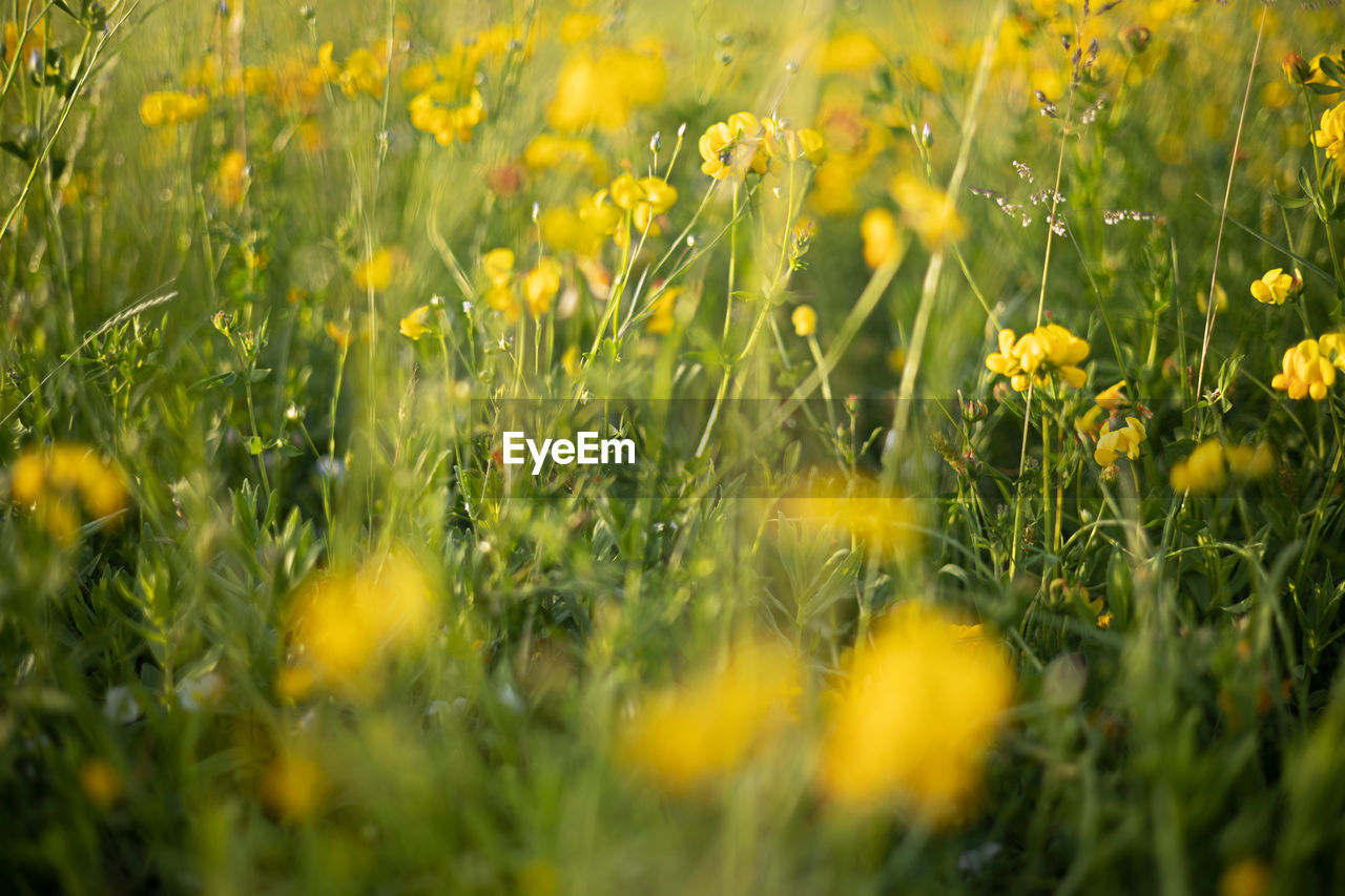 CLOSE-UP OF YELLOW FLOWERS ON FIELD