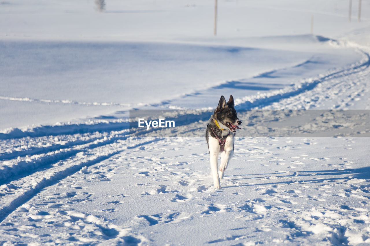 Beautiful alaskan husky dog enjoying a sunny day in winter. sled dogs in norway winter.