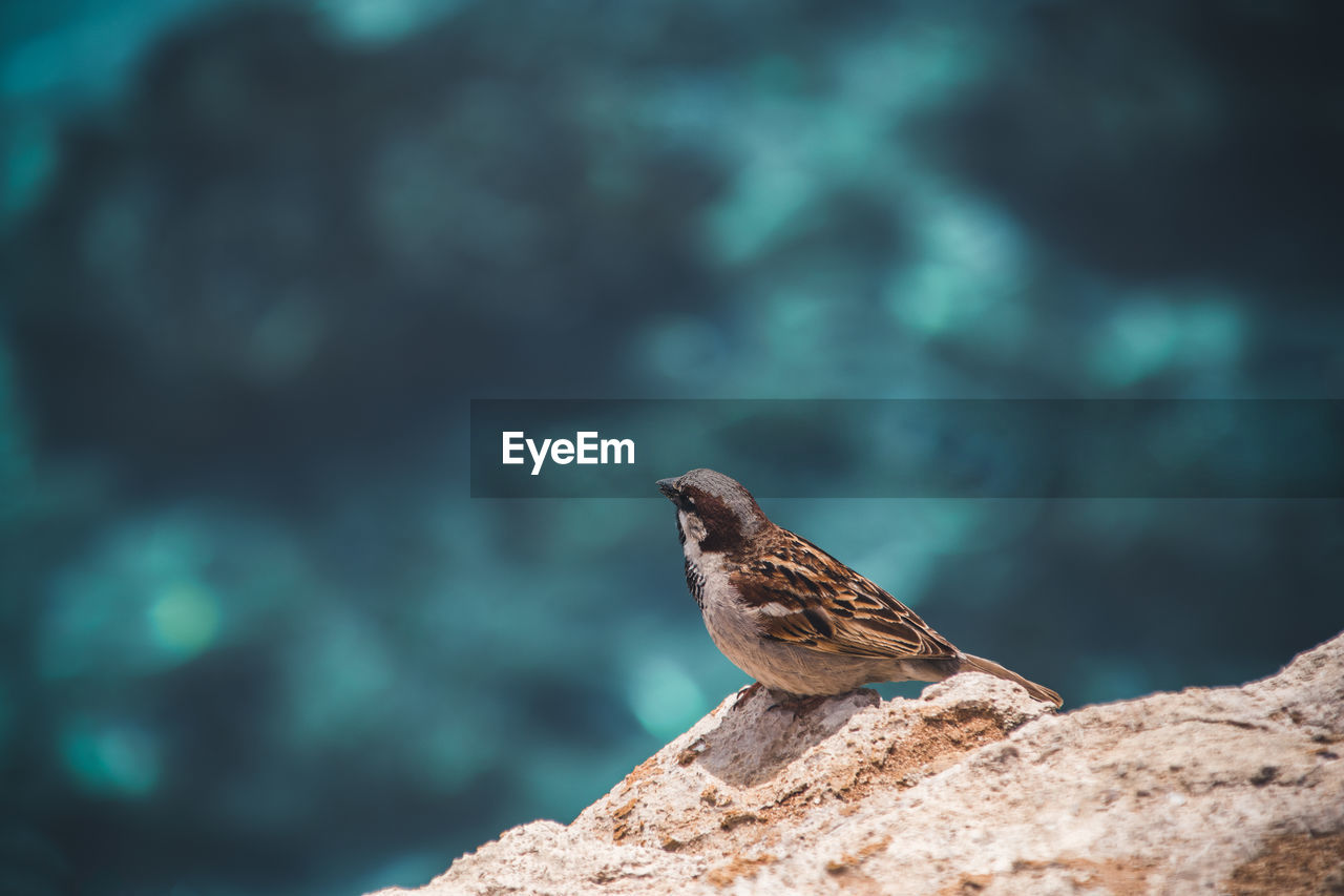 VIEW OF BIRD PERCHING ON ROCK