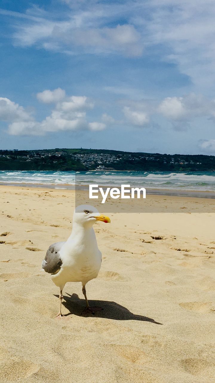 SEAGULL ON BEACH