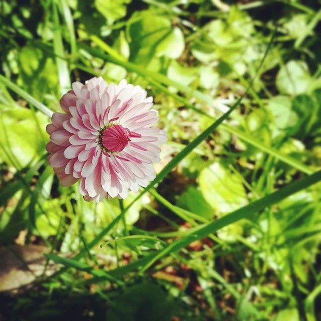 CLOSE-UP OF PINK FLOWERS