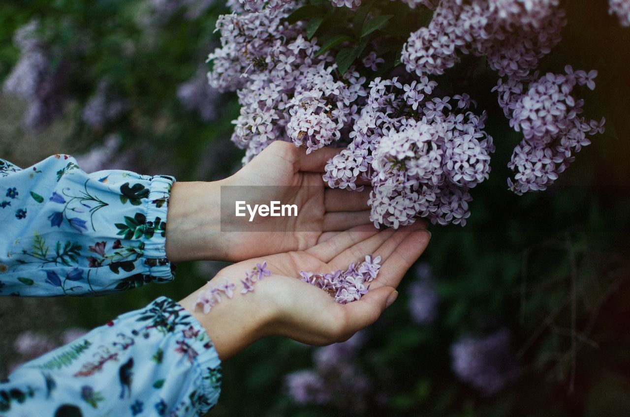 Cupped hands below purple flowers