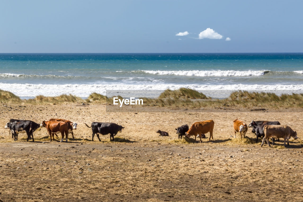 HORSES ON BEACH AGAINST SEA