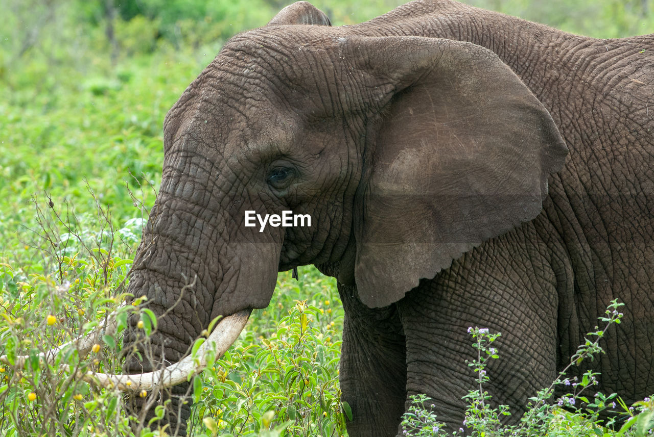 African elephant in ngorongoro crater