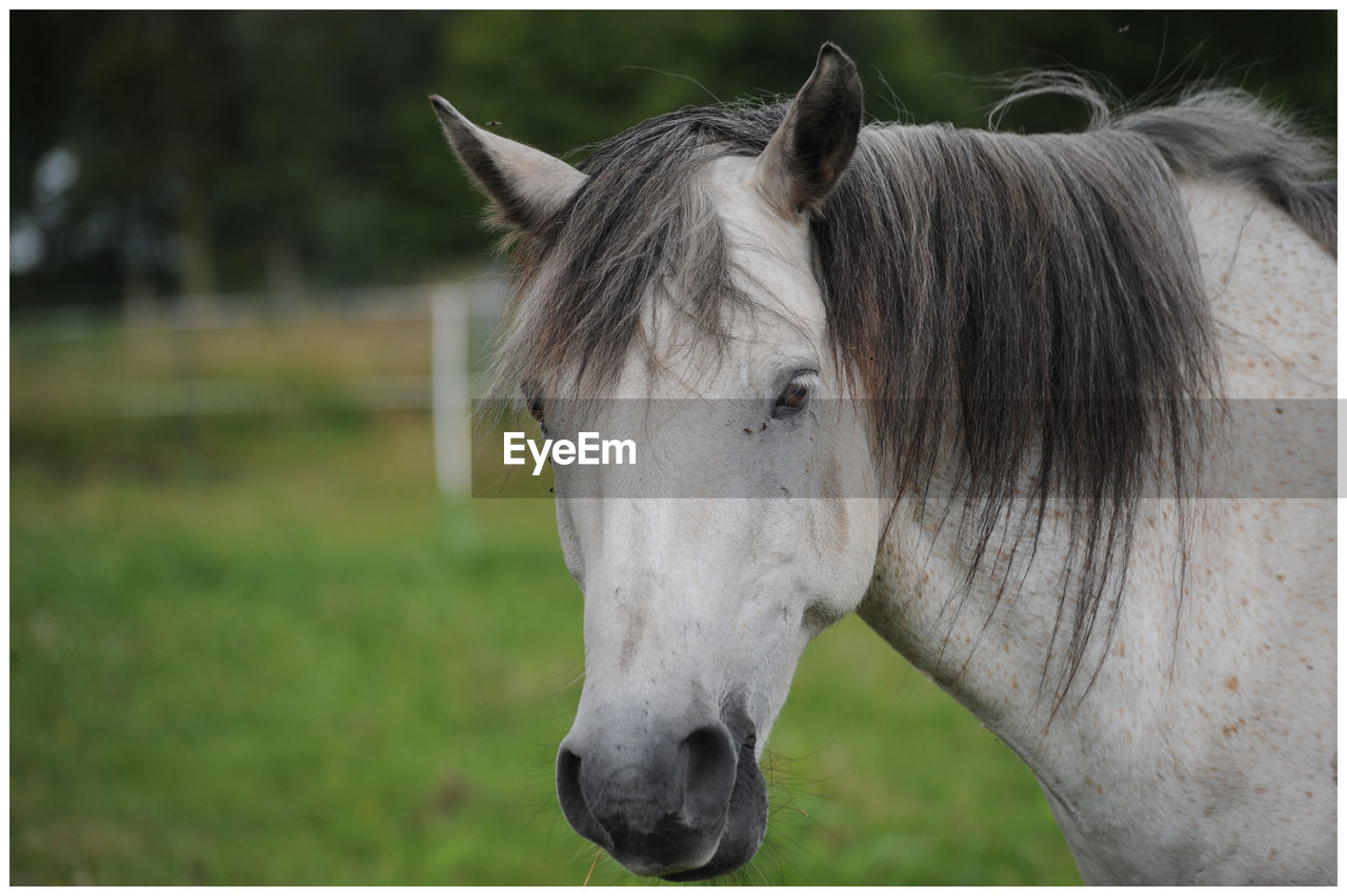 Close-up of horse in field