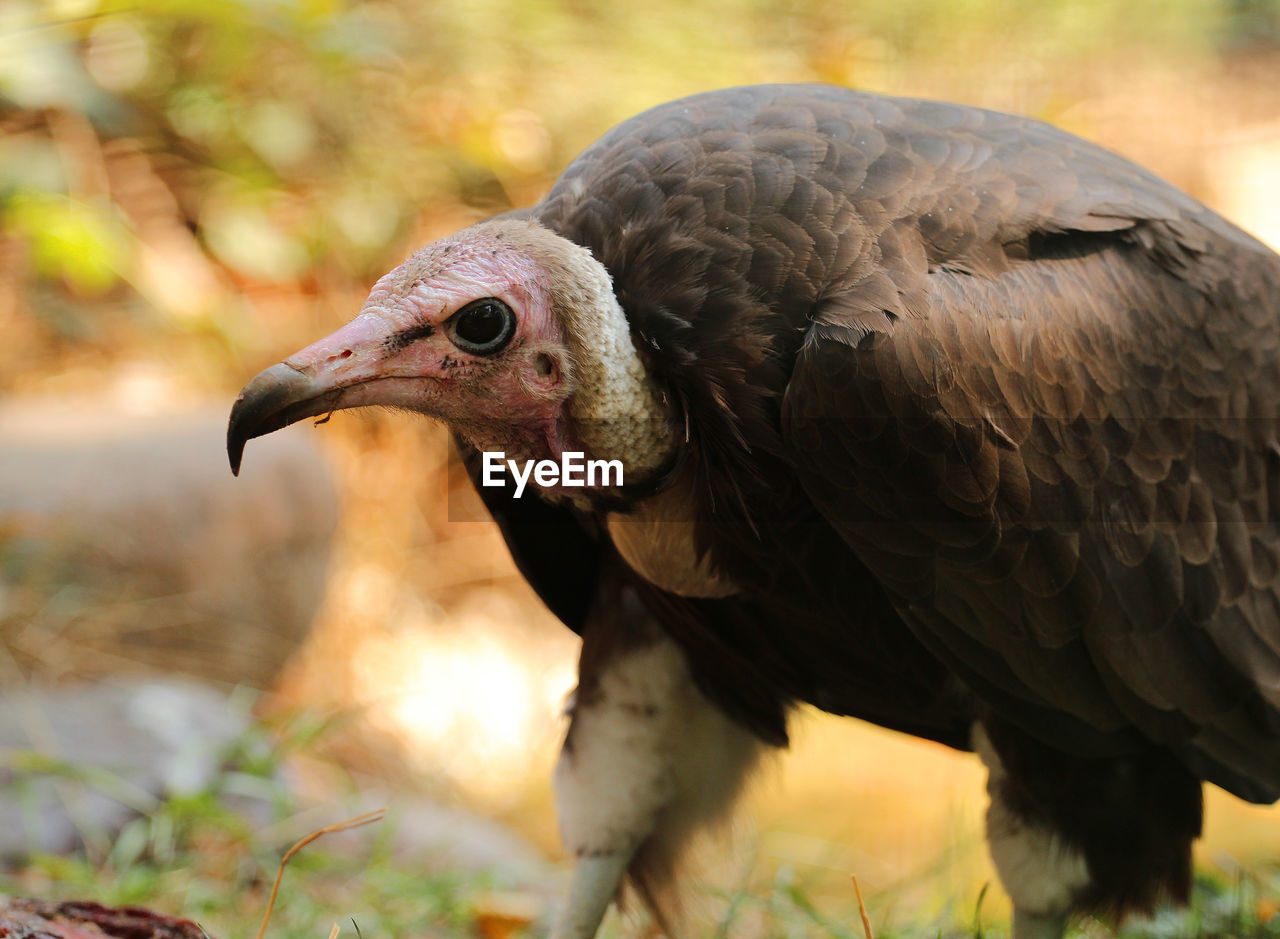 The hooded vulture is an old world vulture  native to sub-saharan africa,