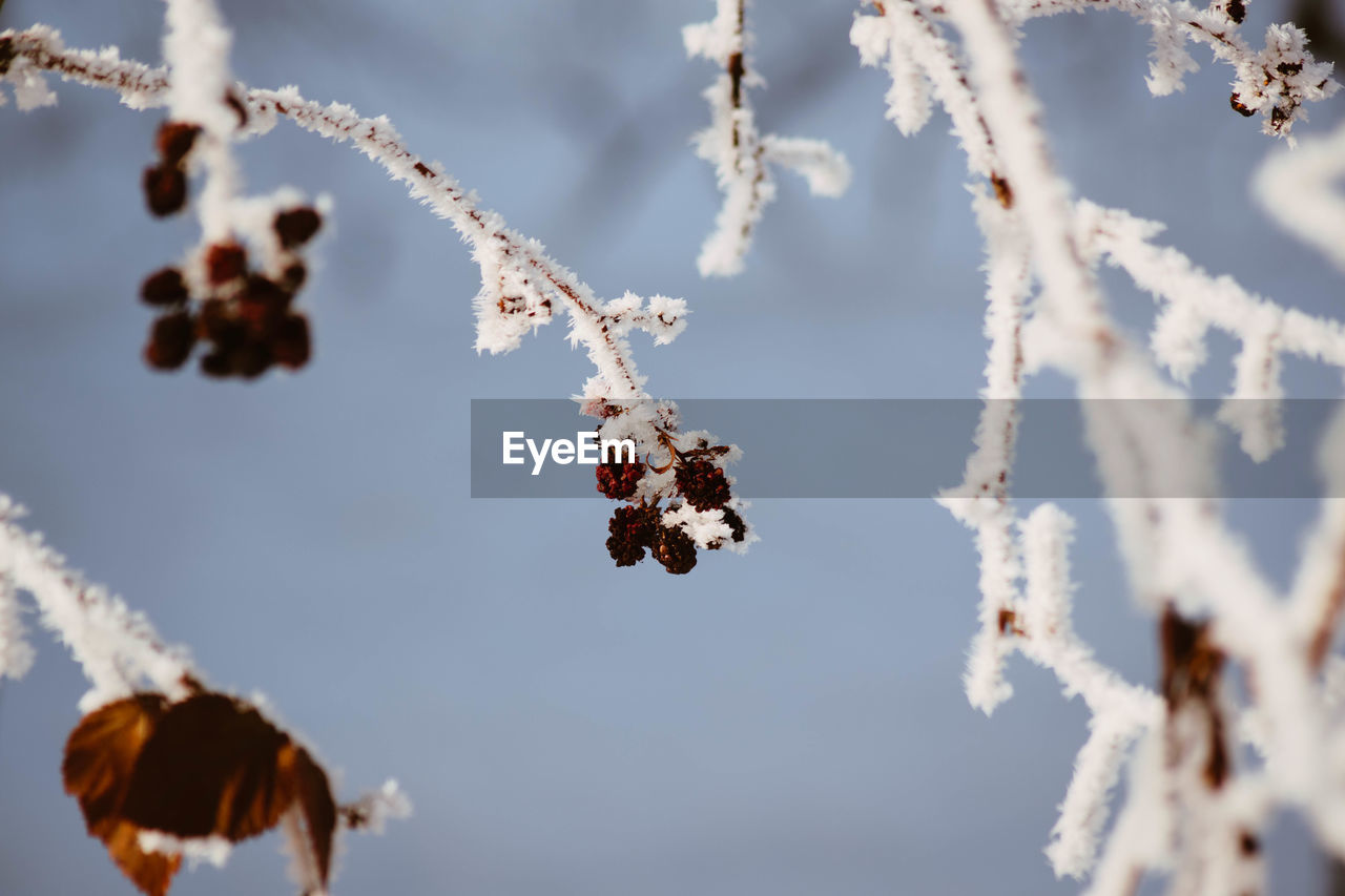 Close-up of snow on plant against sky