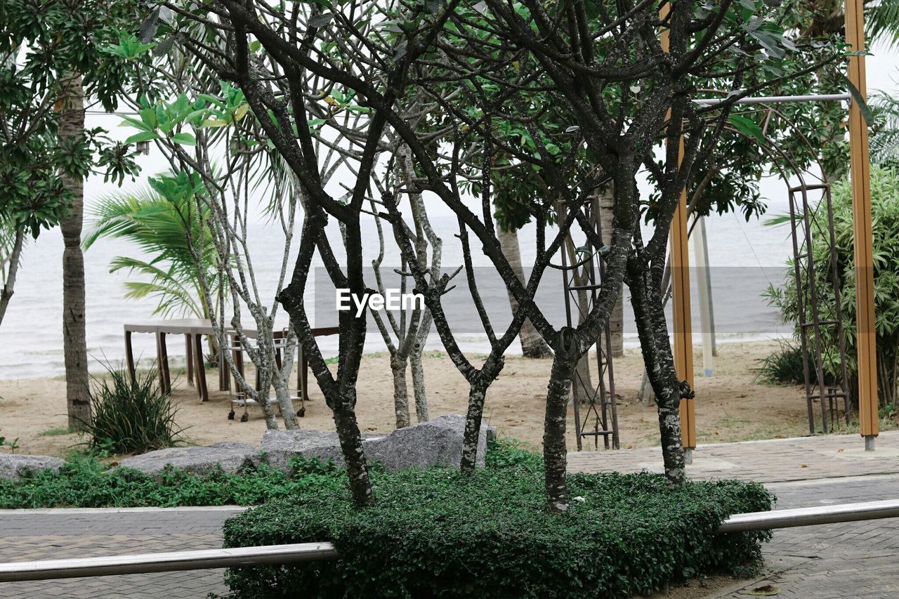 VIEW OF PALM TREES ON BEACH