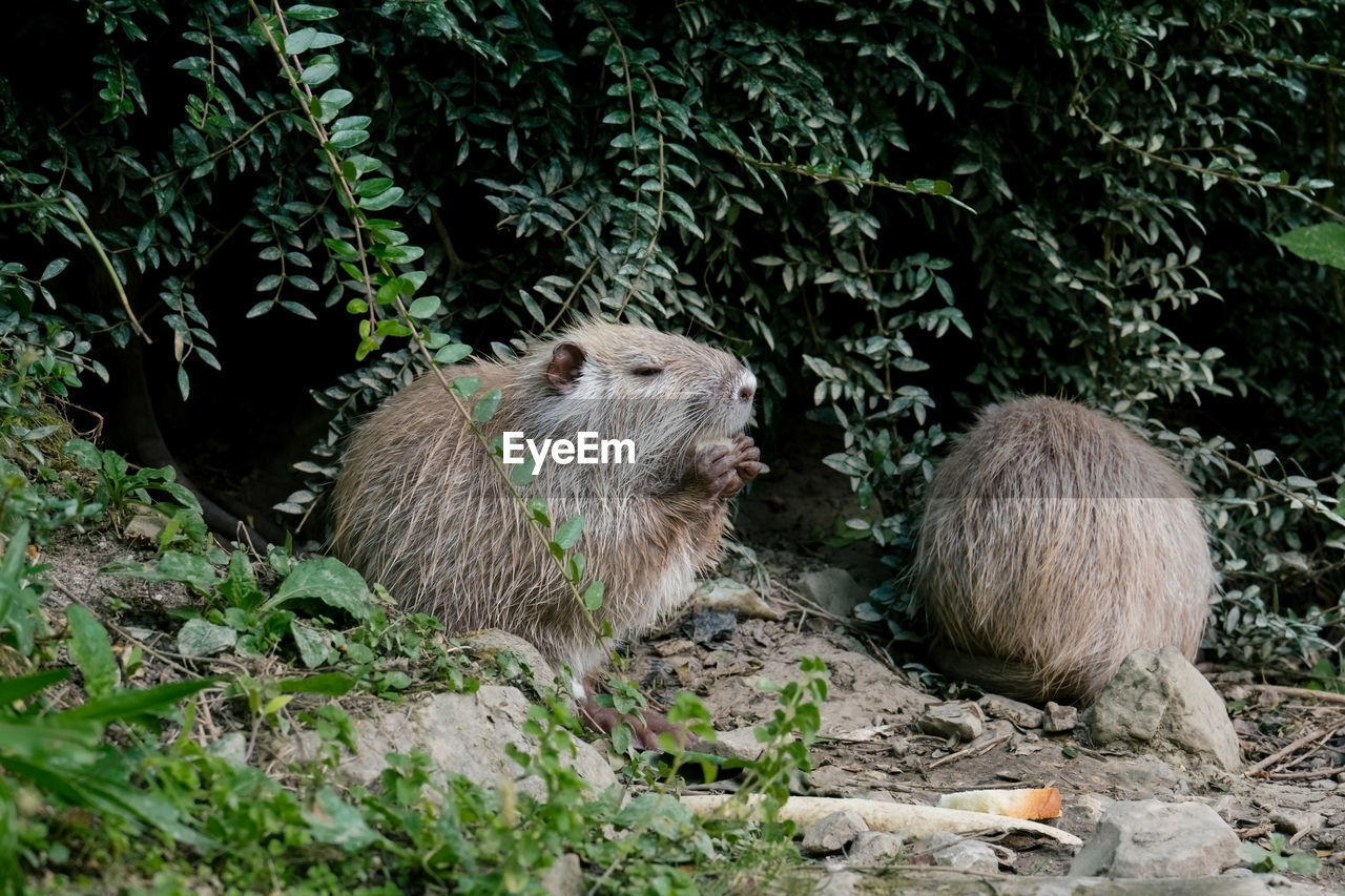 VIEW OF SHEEP IN FOREST