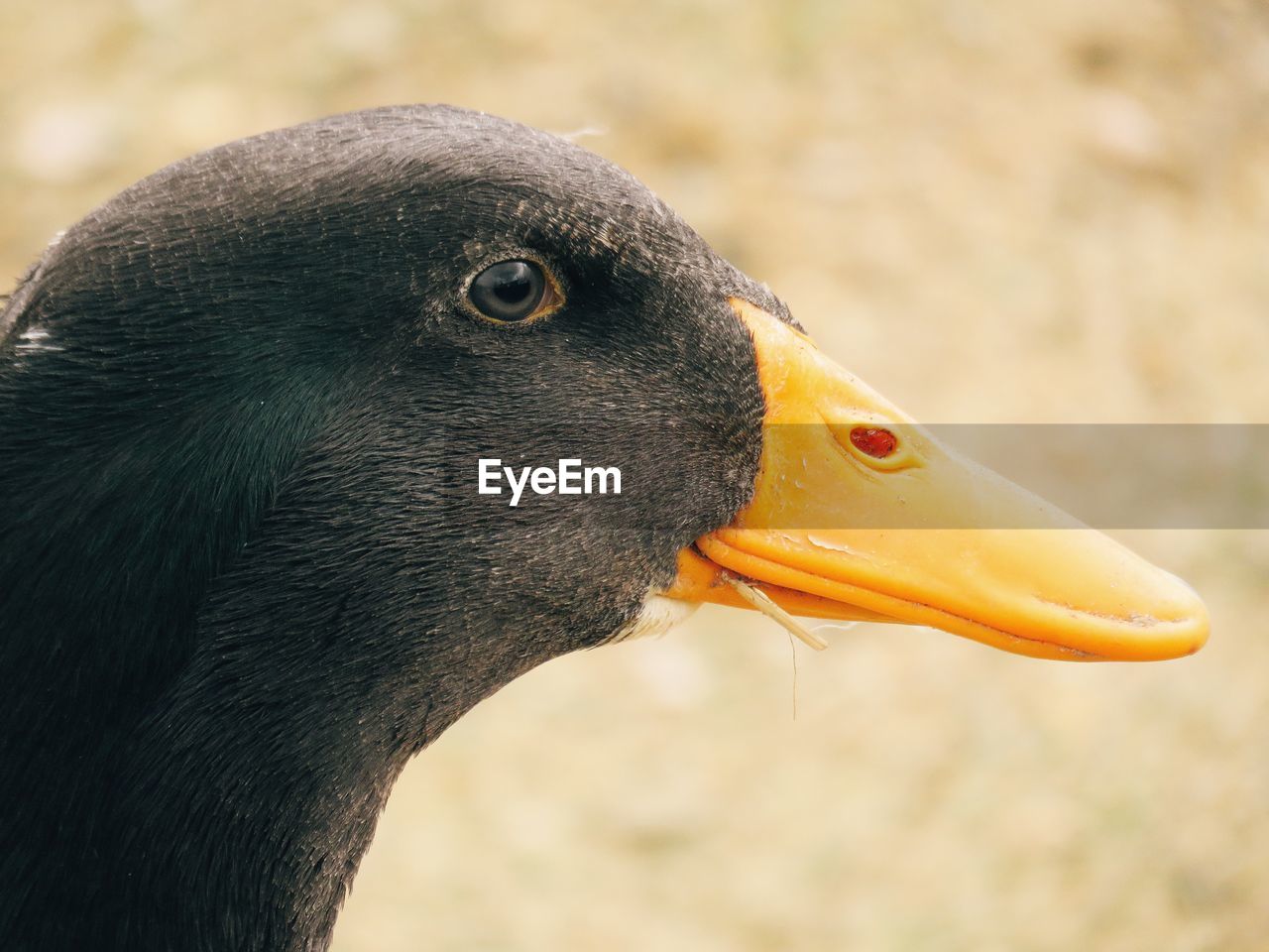 CLOSE-UP OF A PARROT