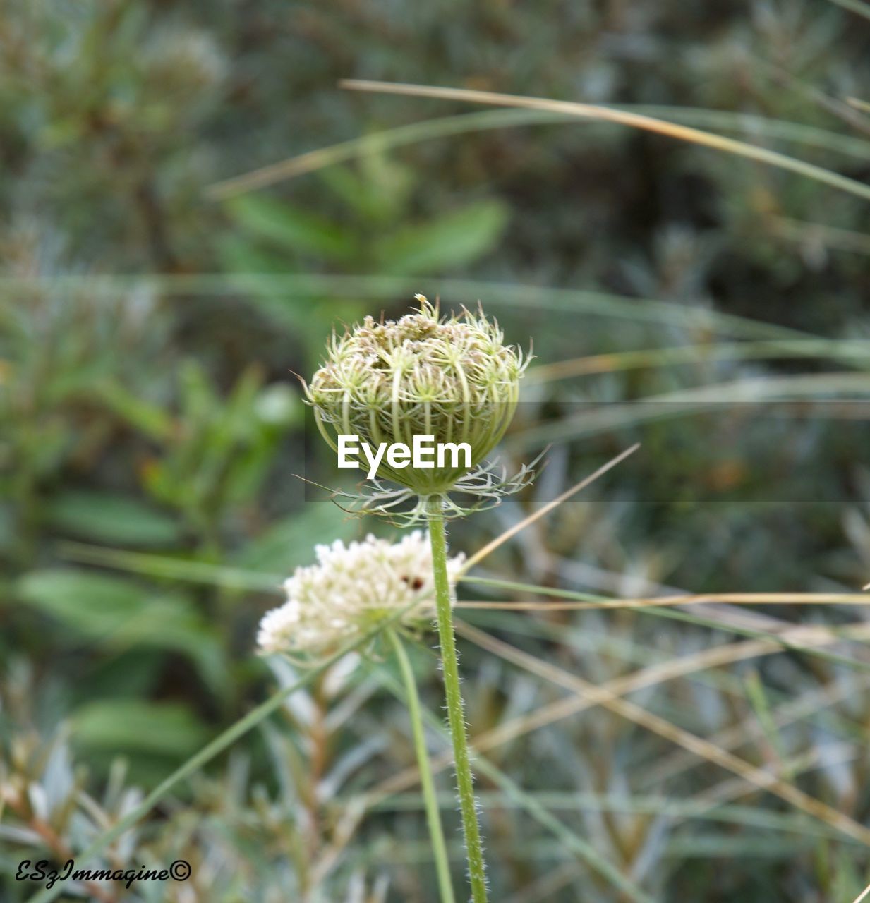 CLOSE-UP OF THISTLE FLOWER BLOOMING IN FIELD